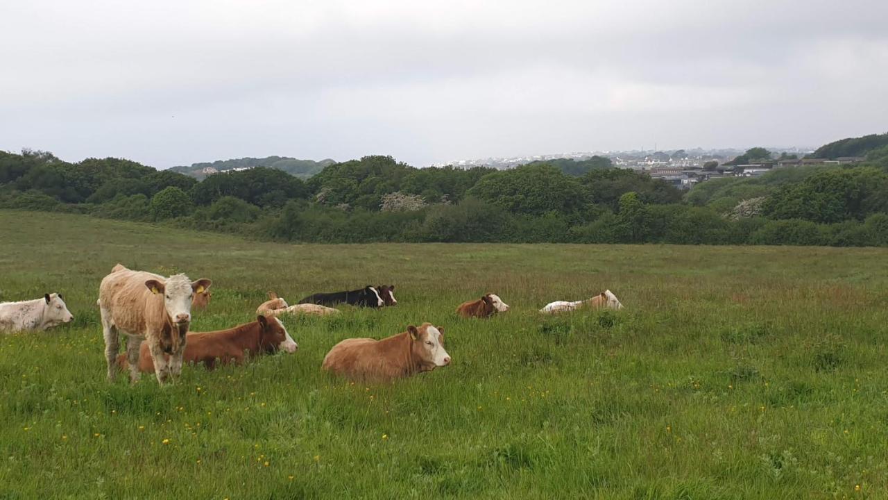 Lodge, Sleeps 4, With Sea & Countryside Views Vakantiehuis *